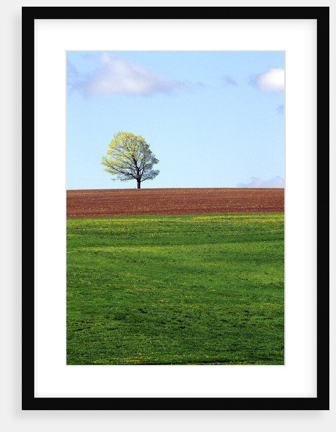 Lone Tree Blowing in Wind Near Sussex, New Brunswick, Canada. by Anonymous