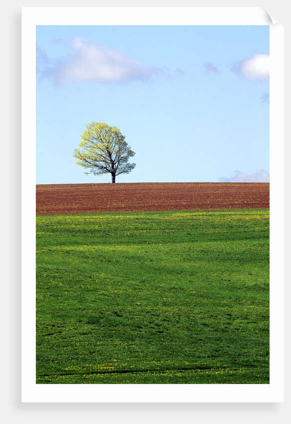 Lone Tree Blowing in Wind Near Sussex, New Brunswick, Canada. by Anonymous