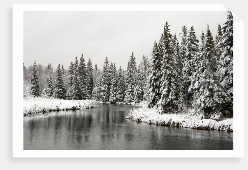 Fresh, Heavy, Wet Snow on Trees Along Banks of Junction Creek, Lively, Ontario, Canada. by Anonymous