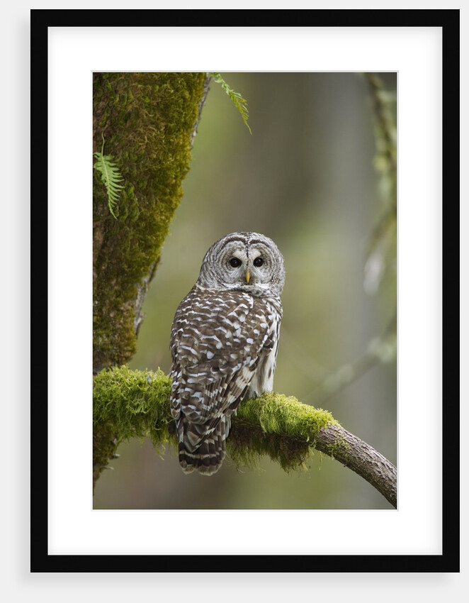 Barred Owl Perched on Mossy Branch, Victoria, Vancouver Island, British Columbia, Canada. by Anonymous