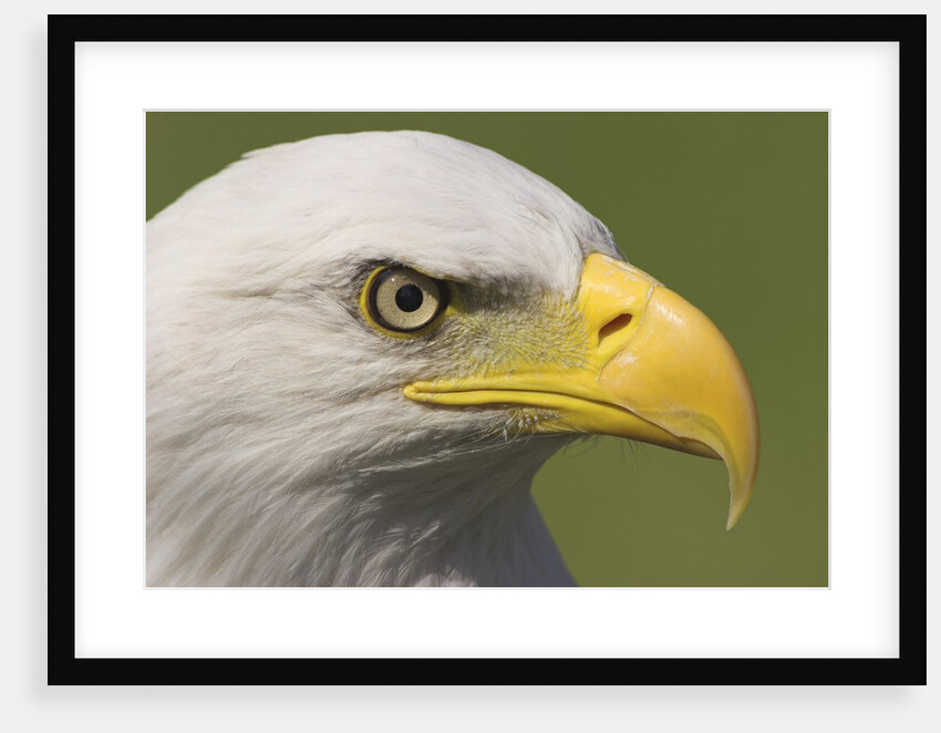 Bald Eagle Head Detail, British Columbia, Canada. by Anonymous