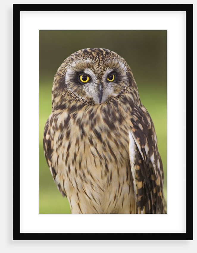 Short-eared Owl, British Columbia, Canada. by Anonymous