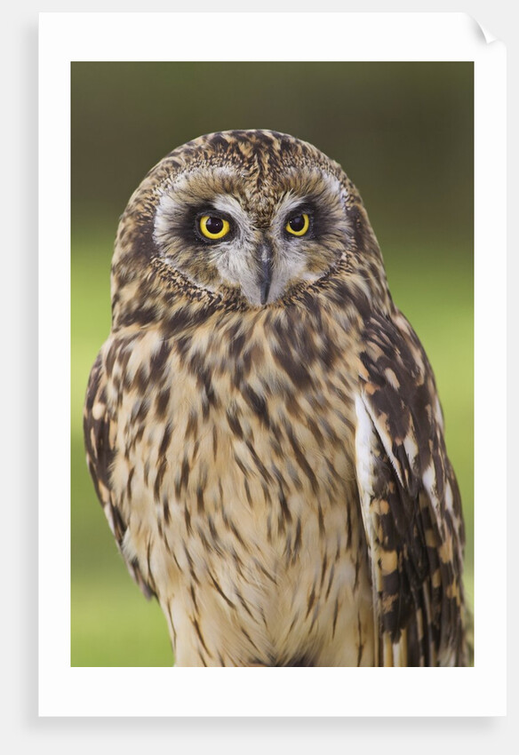 Short-eared Owl, British Columbia, Canada. by Anonymous