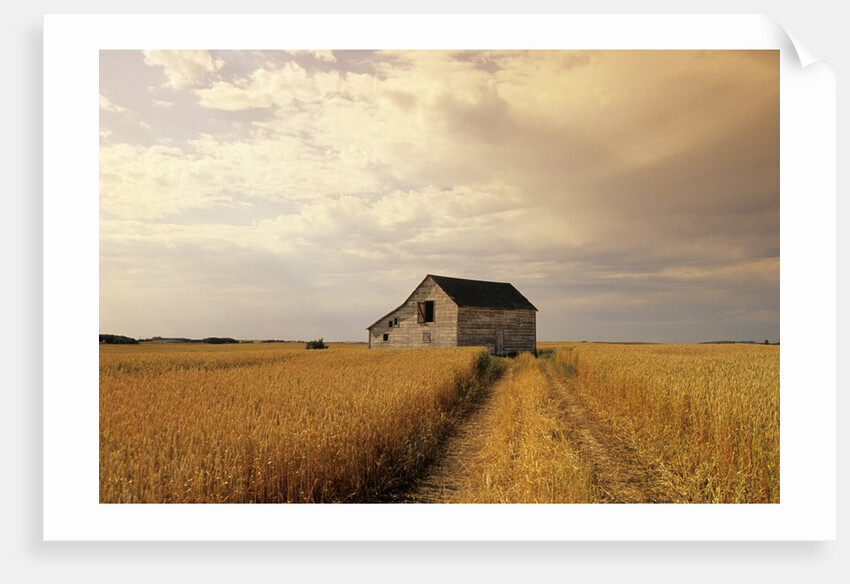 Old Barn in Maturing Spring Wheat Field, Tiger Hills, Manitoba, Canada. by Anonymous