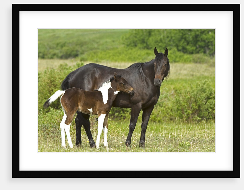 Horses (Equus Caballus) Female with Paint Foal, Ranch, Southwest Alberta, Canada. by Anonymous