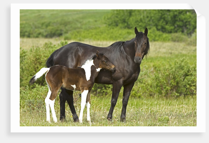Horses (Equus Caballus) Female with Paint Foal, Ranch, Southwest Alberta, Canada. by Anonymous