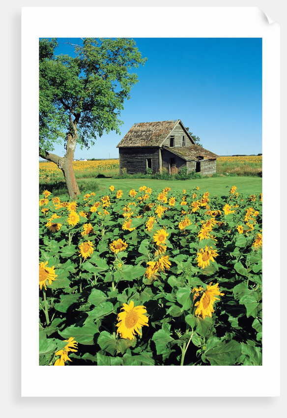 Sunflower Field, Old House, Beausejour, Manitoba, Canada. by Anonymous