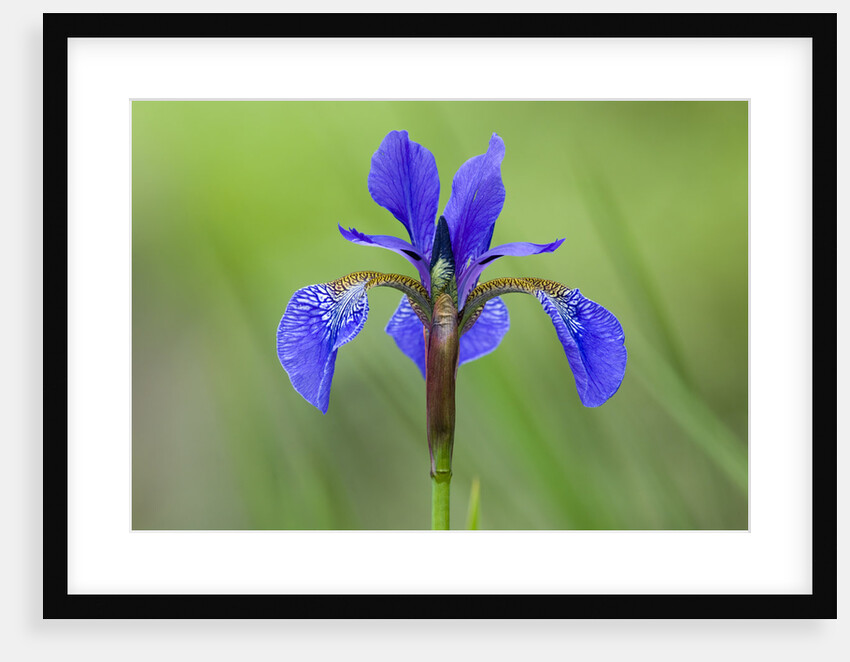 Japanese Iris (Iris Japonica), Canada. by Anonymous