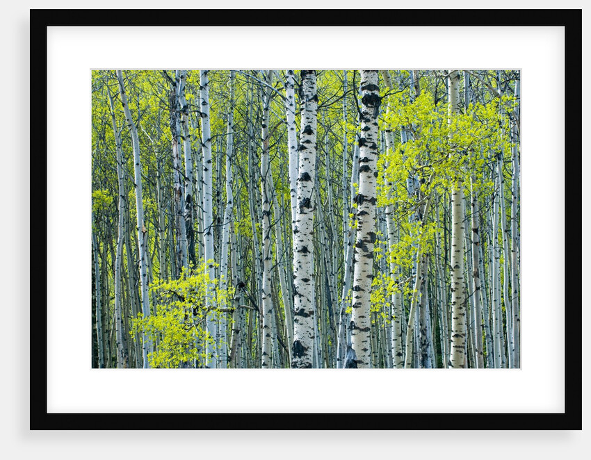 Spring Foliage on Trembling Aspen, Jasper National Park, Alberta, Canada. by Anonymous