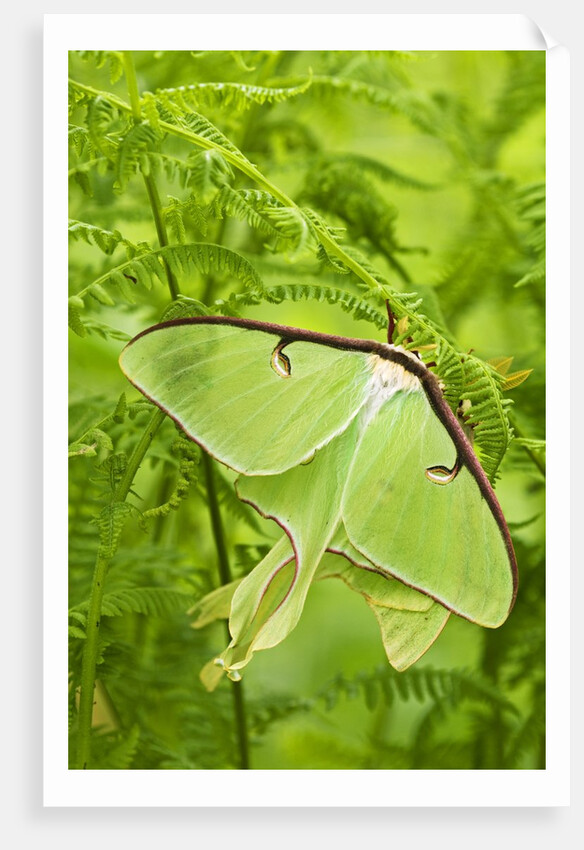 Luna Moth (Actias Luna) Mating Pair Among Hay-scented Ferns, Lively, Ontario, Canada. by Anonymous