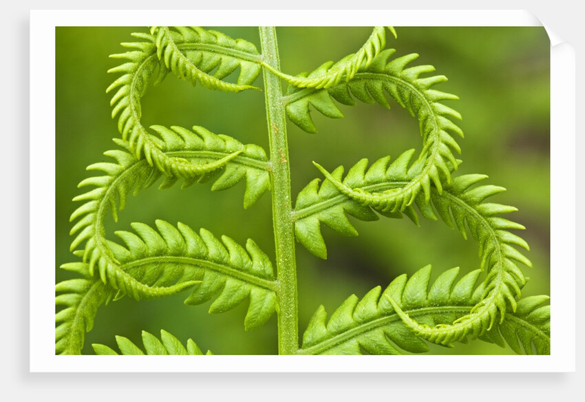 Cinnamon Fern (Osmunda Cinnamomea) Detail of Emerging Fronds, Lively, Ontario, Canada. by Anonymous