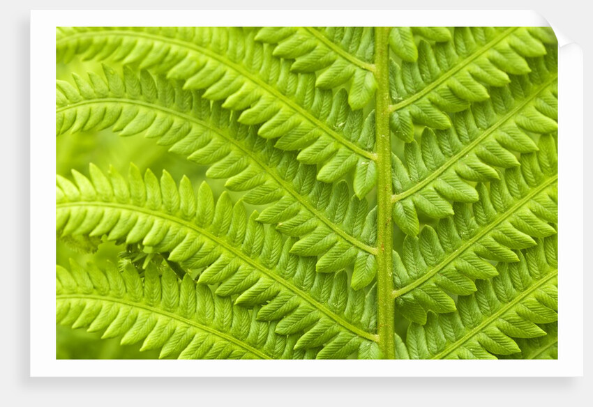 Cinnamon Fern (Osmunda Cinnamomea) Detail of Emerging Fronds, Lively, Ontario, Canada. by Anonymous