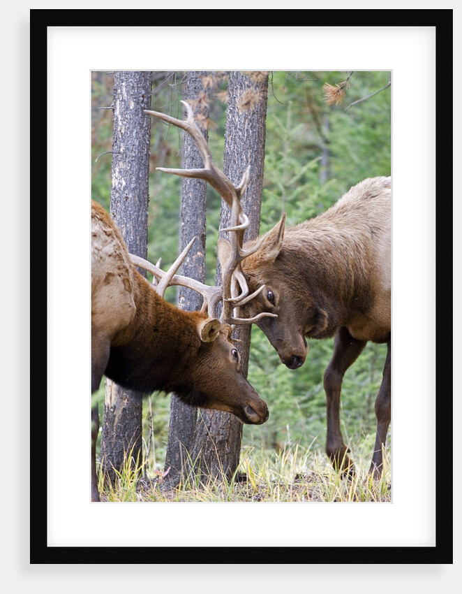 Two Male Elk (Cervus Canadensis) Clash Antlers in a Fight for Dominance and the Right to Mate During the Rut, Alberta, Canada. by Anonymous