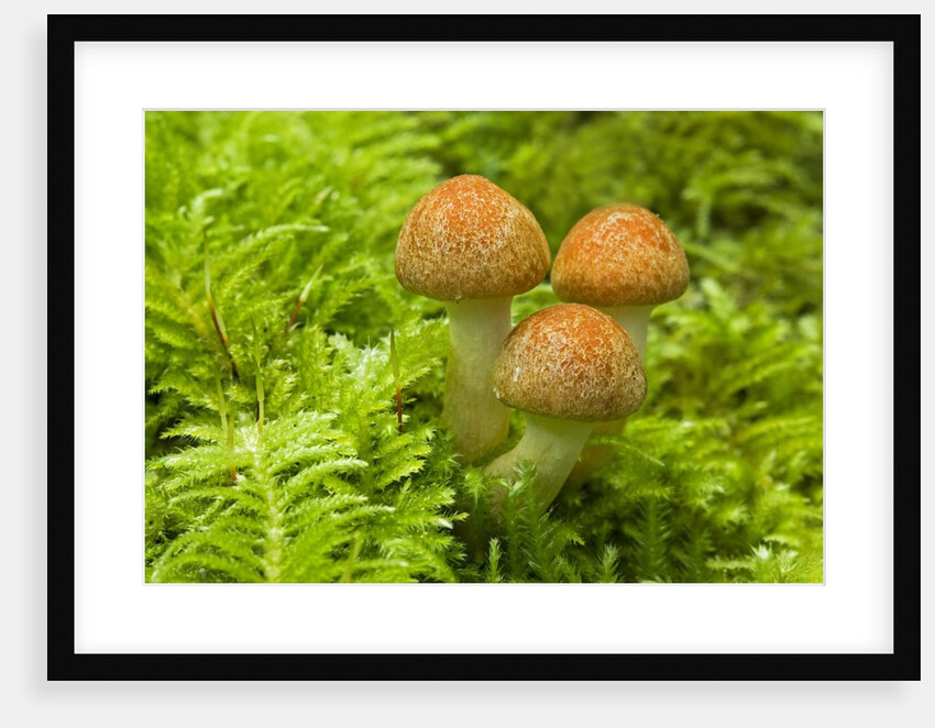 Mushroom, Vancouver Island, British Columbia, Canada. by Anonymous