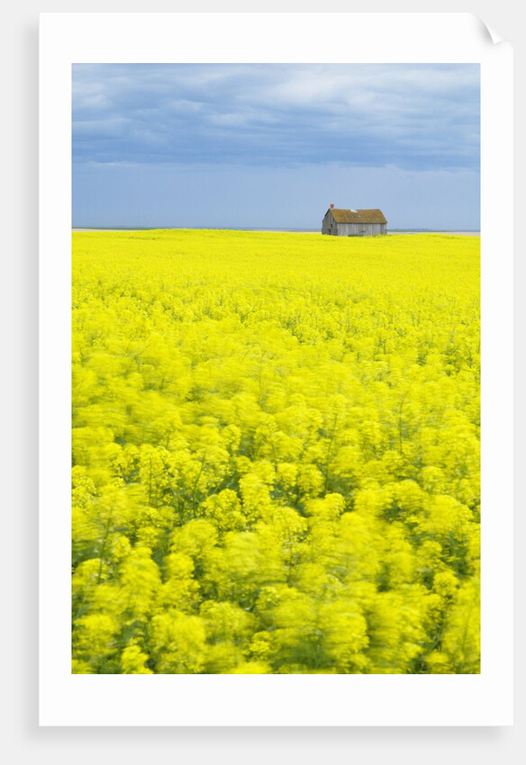 Barn and Canola Field, Southern Saskatchewan, Canada by Anonymous