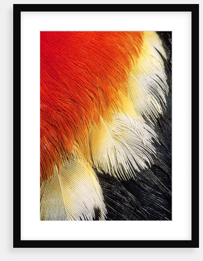 Scarlet Epaulet in a Male Red-winged Blackbird (Agelaius Phoeniceus), Alberta, Canada. by Anonymous