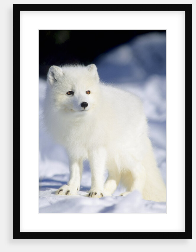Adult Arctic Fox (Alopex Lagopus) Foraging on the Shoreline, Hudson Bay, Arctic Manitoba, Canada by Anonymous