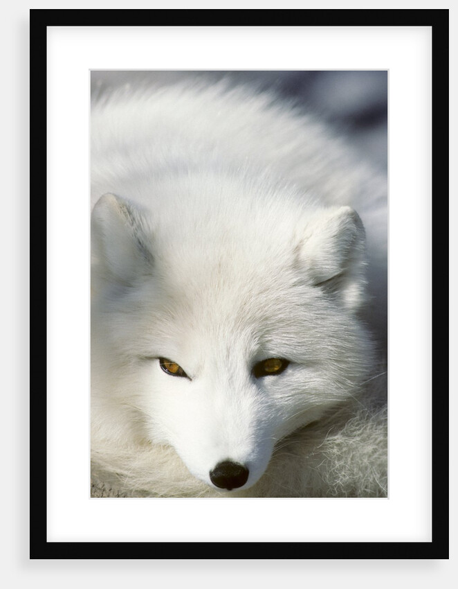 Adult Arctic Fox (Alopex Lagopus) in Winter Pelage, Arctic Canada by Anonymous