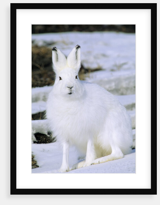 Adult Arctic Hare (Lepus Arcticus), Banks Island, Northwest Territories, Arctic Canada by Anonymous