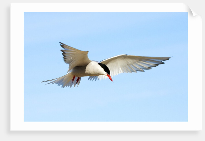 Adult Arctic Tern (Sterna Paradisea) Hovering Before a Dive, Victoria Island, Nunavut, Arctic Canada by Anonymous