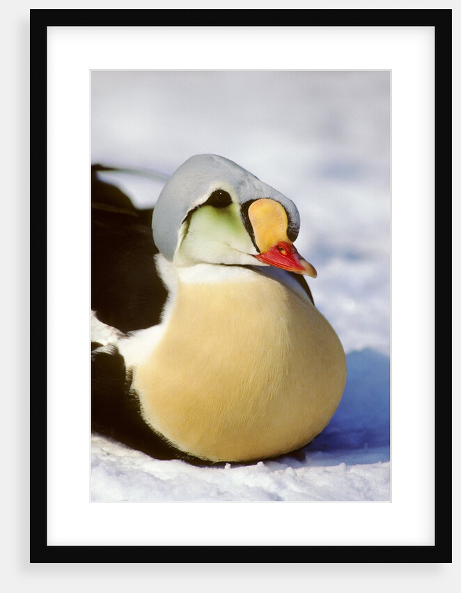 King Eider Duck, Somateria spectabillis, Victoria Island, Nunavut, Canada by Anonymous