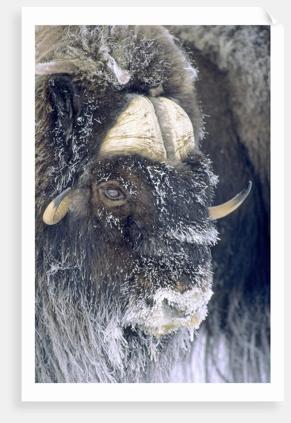 Adult Bull Muskox (Ovibos Moschatus) Covered with Frost. Banks Island, Northwest Territories, Arctic Canada. by Anonymous
