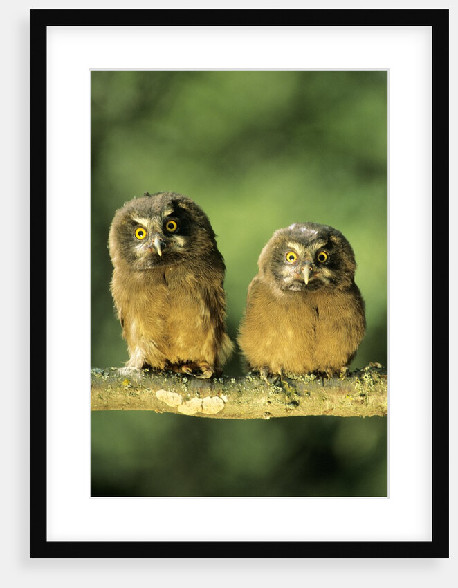 Boreal Owlets (Aegolius Funereus), Northern Alberta, Canada by Anonymous