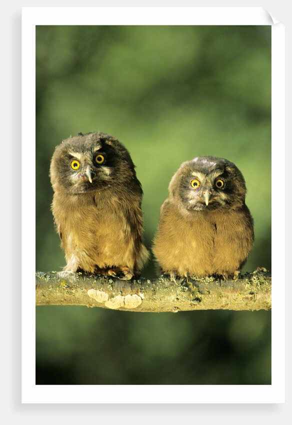 Boreal Owlets (Aegolius Funereus), Northern Alberta, Canada by Anonymous