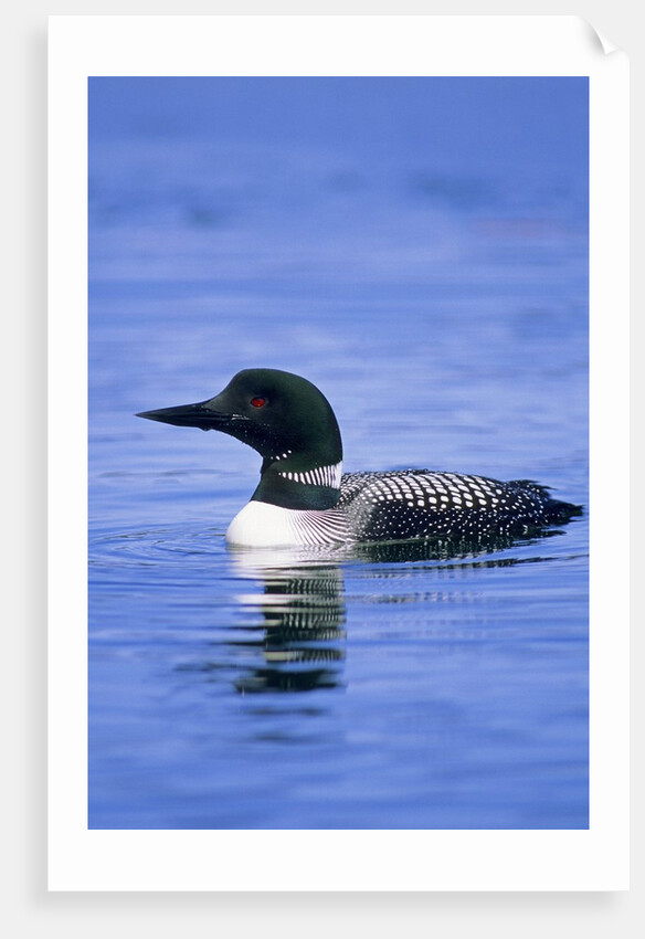 Adult Common Loon (Gavia Immer), Northern Saskatchewan, Canada by Anonymous