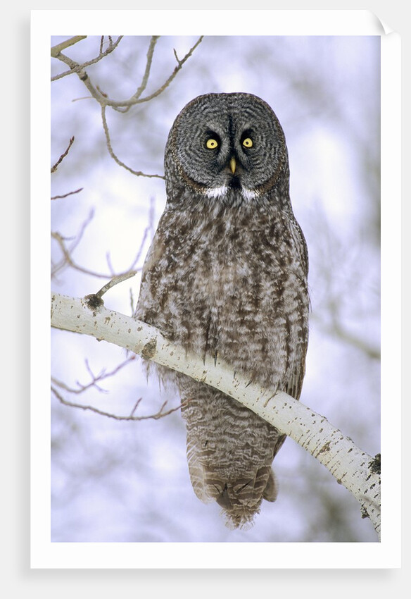 Adult Great Gray Owl (Strix Nebulosa) Hunting in a Winter Roadside, Northern Alberta, Canada. by Anonymous