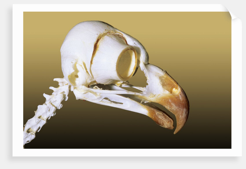 Skull of an Adult Great Horned Owl (Bubo Virginianus), Alberta, Canada by Anonymous
