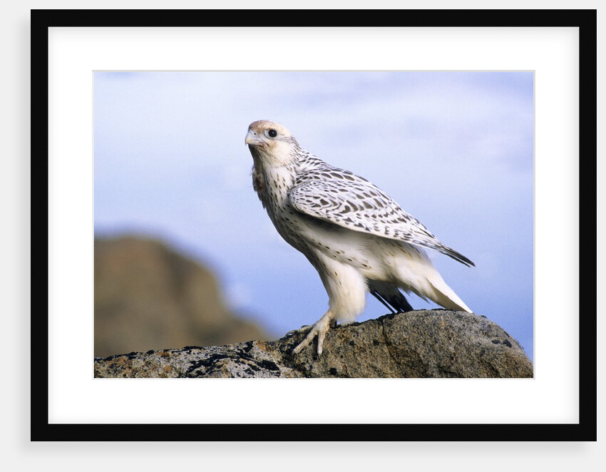 Juvenile Gyrfalcon (Falco Rusticolus), Ellesmere Island, Nunavaut, Arctic Canada by Anonymous