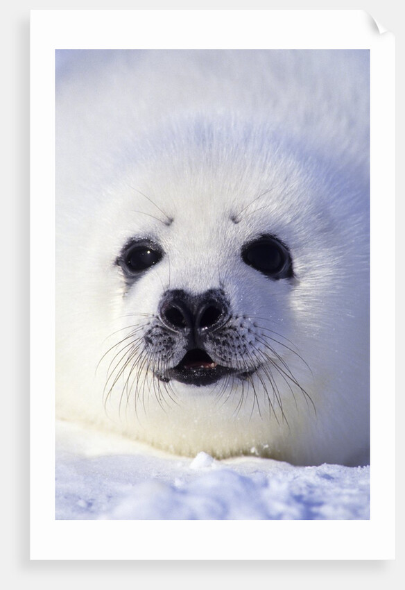 Week-old Harp Seal (Phoca Groenlandica) Pup (whitecoat), Gulf of the St. Lawrence River, Canada. by Anonymous