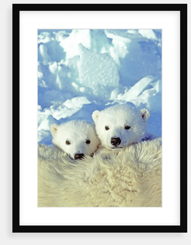 Three-month Old Twin Polar Bear Cubs (Ursus Maritimus) Resting on Their Mother's Back, Coastal Hudson Bay, Canada. by Anonymous