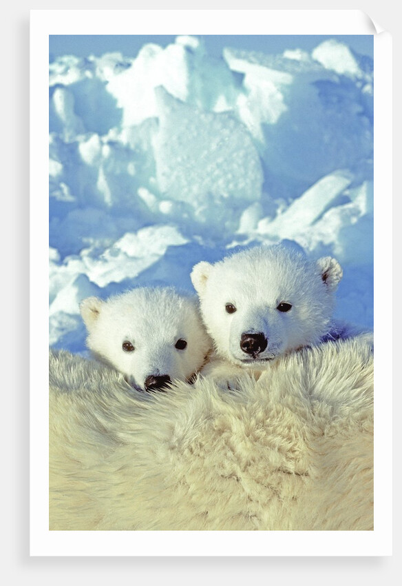Three-month Old Twin Polar Bear Cubs (Ursus Maritimus) Resting on Their Mother's Back, Coastal Hudson Bay, Canada. by Anonymous