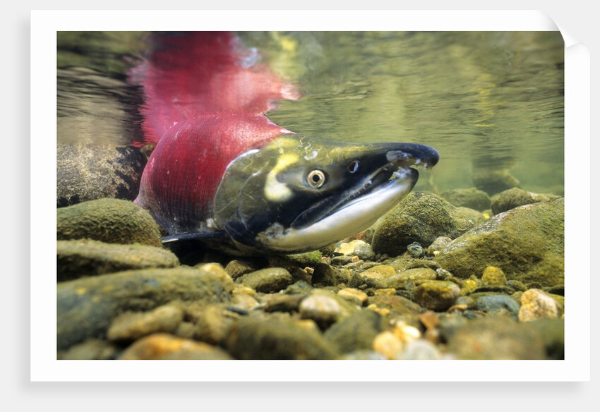 Sockeye Salmon, Adams River, Shuswap, British Columbia, Canada by Anonymous