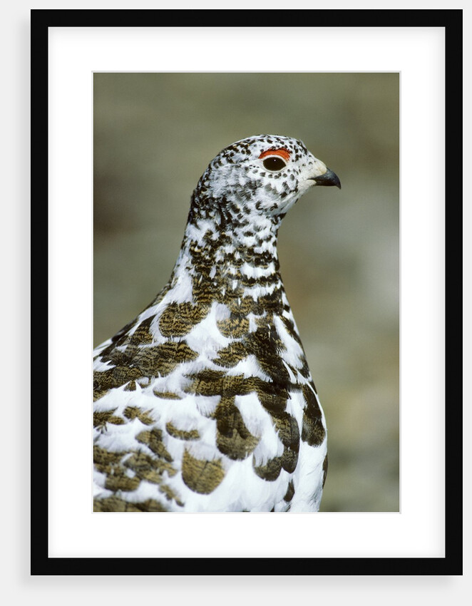 Adult Male White-tiled Ptarmigan (Lagopus Leucurus) in Late Spring Plumage, Northern Rocky Mountains, Alberta by Anonymous