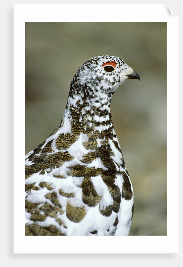 Adult Male White-tiled Ptarmigan (Lagopus Leucurus) in Late Spring Plumage, Northern Rocky Mountains, Alberta by Anonymous
