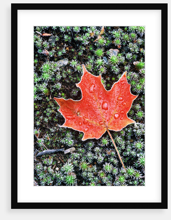 Frost on Autumn Sugar Maple Leaf and Haircap Moss, Muskoka, Ontario, Canada. by Anonymous