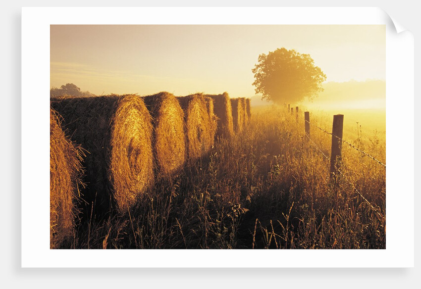 Misty Morning, Farmland and Wheat Straw Rolls, Near St. Adolphe, Manitoba, Canada by Anonymous
