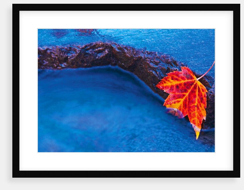 Red Maple Leaf on Edge of Rock in Chikinishing River, Killarney Provincial Park, Ontario, Canada by Anonymous