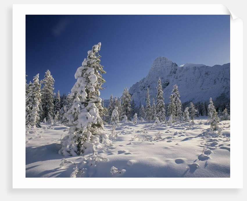 Mount Chephren and Mistaya Valley in Winter, Banff National Park, Alberta, Canada by Anonymous