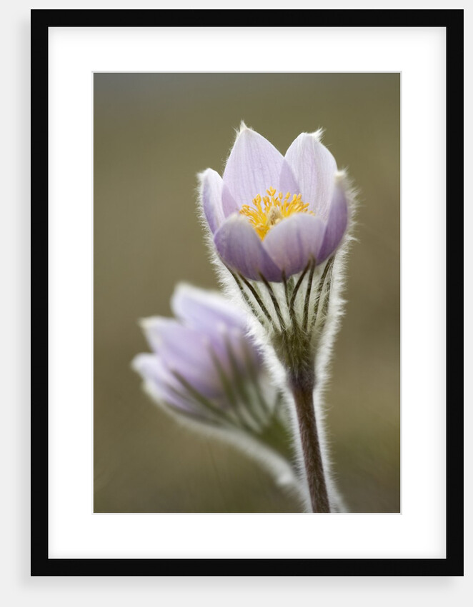 Close-up of Prairie Crocus (Anenome Patens) in Bow Valley Provincial Park, Kananaskis Country, Alberta, Canada by Anonymous