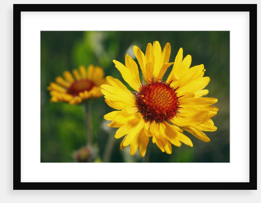 Brown-eyed Susan Flowers in British Columbia, Canada by Anonymous