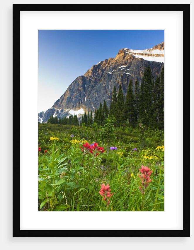 Wildflowers in Cavell Meadows with View of Mount Edith Cavell, Jasper National Park, Alberta, Canada by Anonymous