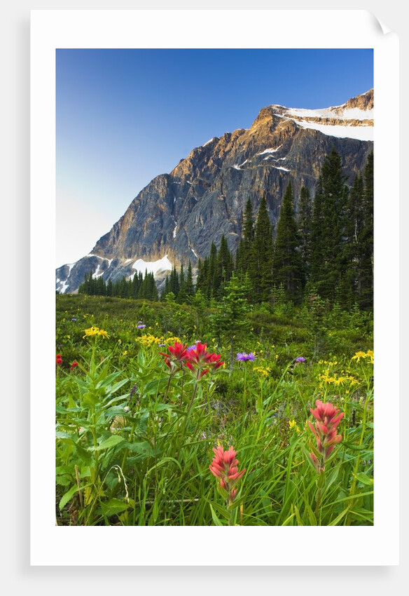 Wildflowers in Cavell Meadows with View of Mount Edith Cavell, Jasper National Park, Alberta, Canada by Anonymous