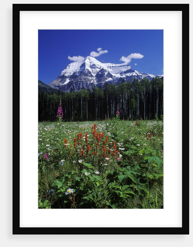 Mount Robson, 3954 M, Highest Peak in Canadian Rockies, British Columbia, Canada. by Anonymous