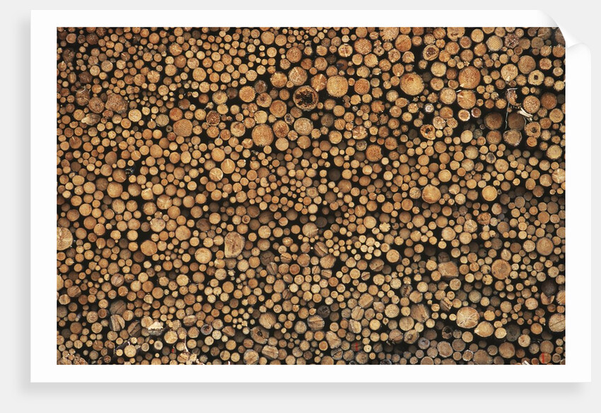 Pulp Wood Stacked in Processing Yard, British Columbia, Canada. by Anonymous