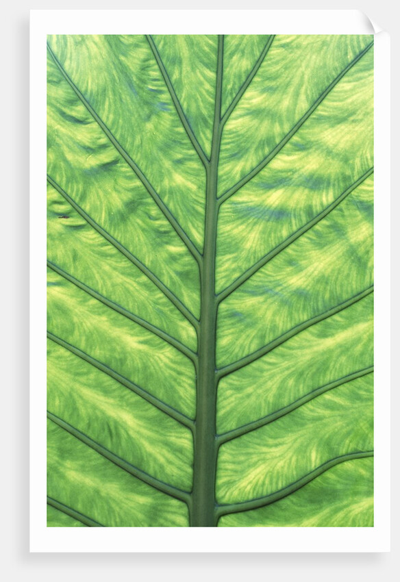 Yellow Skunk Cabbage (Lysichitum Americanum) Leaf Pattern, British Columbia, Canada. by Anonymous