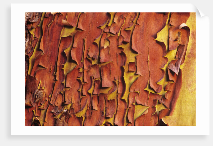 Arbutus Tree, Bark Pattern, British Columbia, Canada. by Anonymous